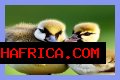 The Ultimate Guide To The Adorable Gosling Family: Nurturing And Care